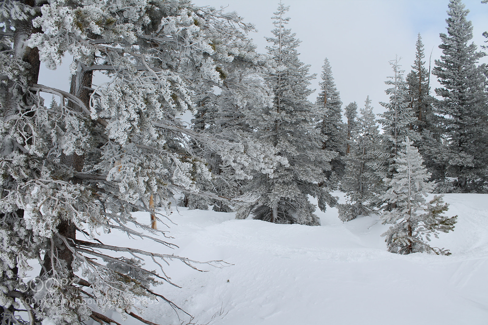 Canon EOS 1100D (EOS Rebel T3 / EOS Kiss X50) sample photo. Snow in the pines photography