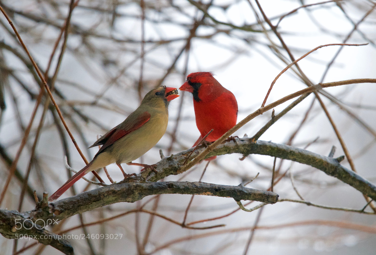 Nikon D810 sample photo. Valentine's day is for photography