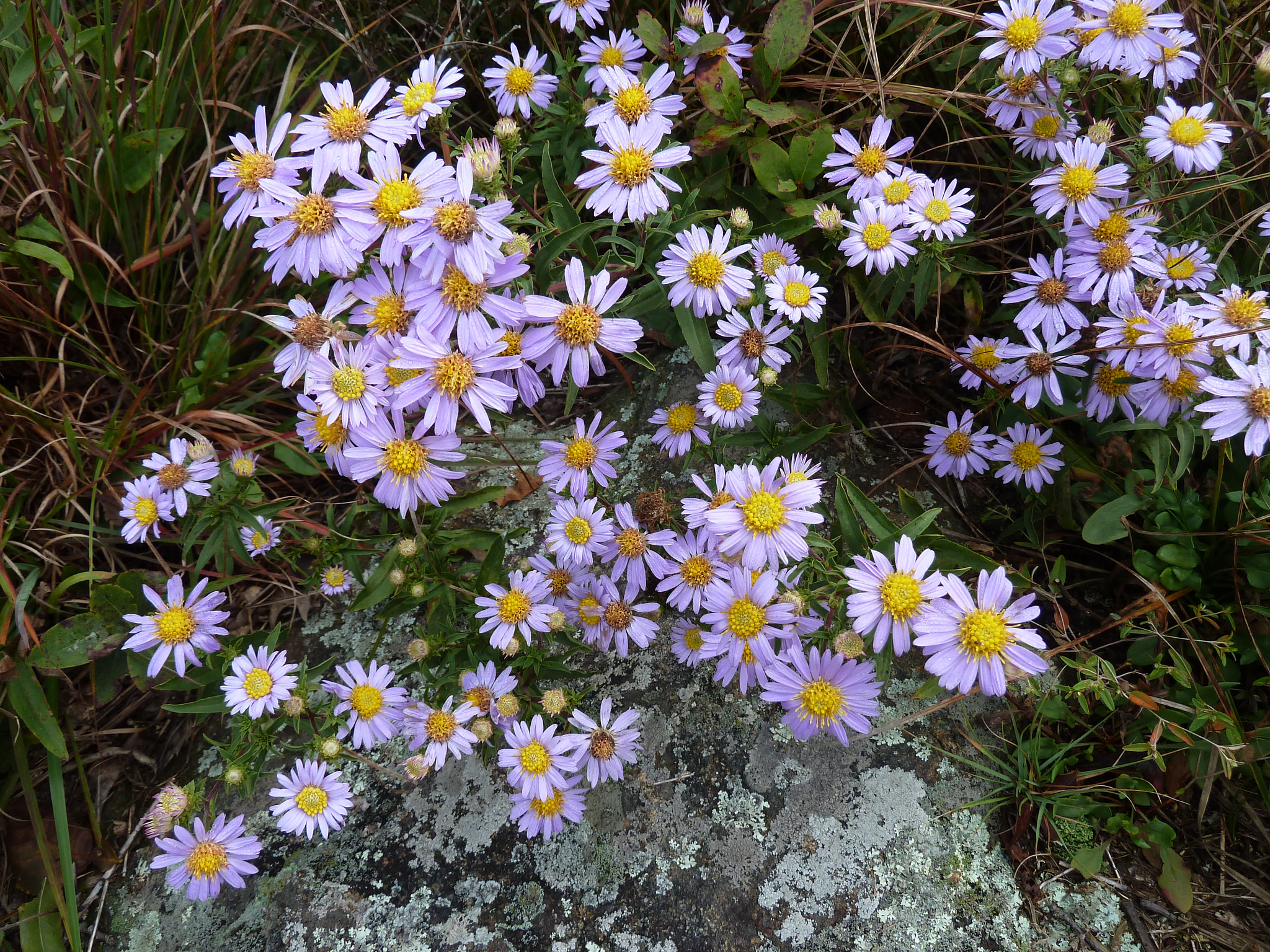 Panasonic Lumix DMC-ZS5 (Lumix DMC-TZ8) sample photo. Up on wildcat ridge photography