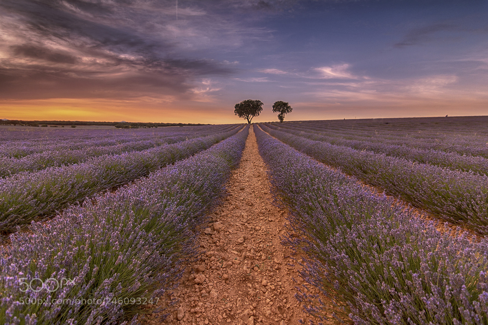Canon EOS 60D sample photo. Purple fields photography