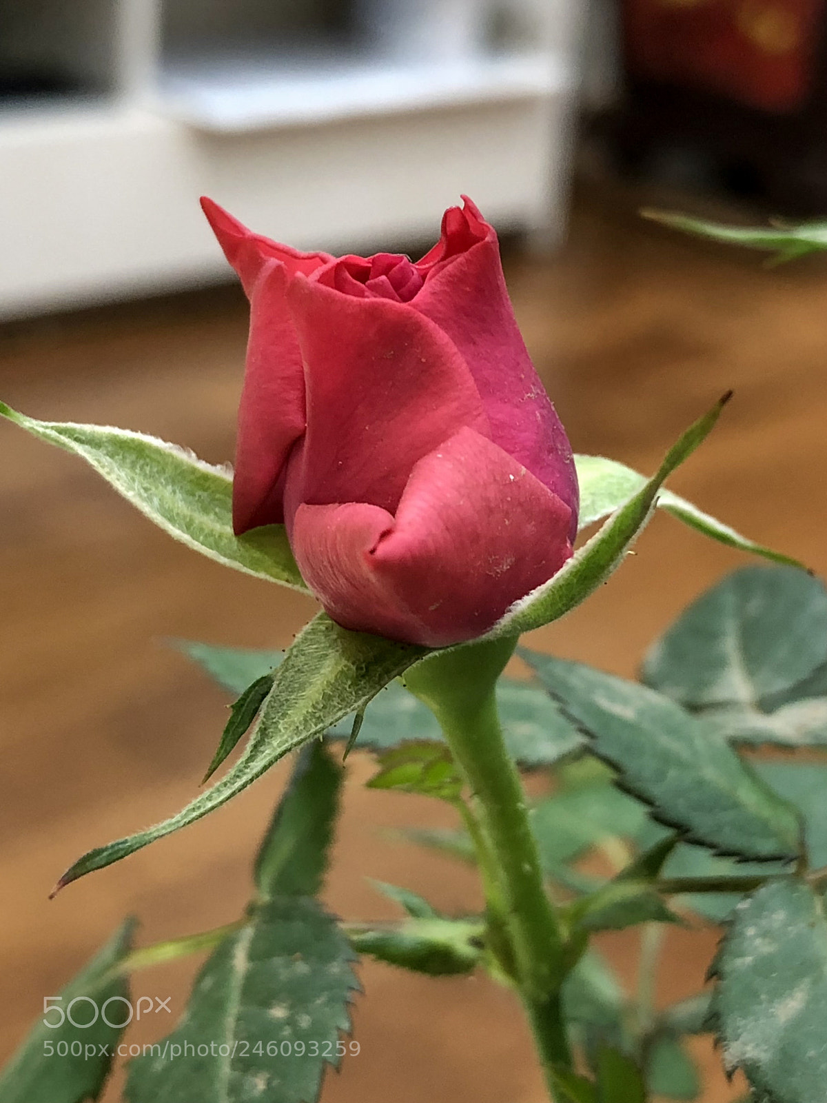 Apple iPhone X sample photo. Untitled photography