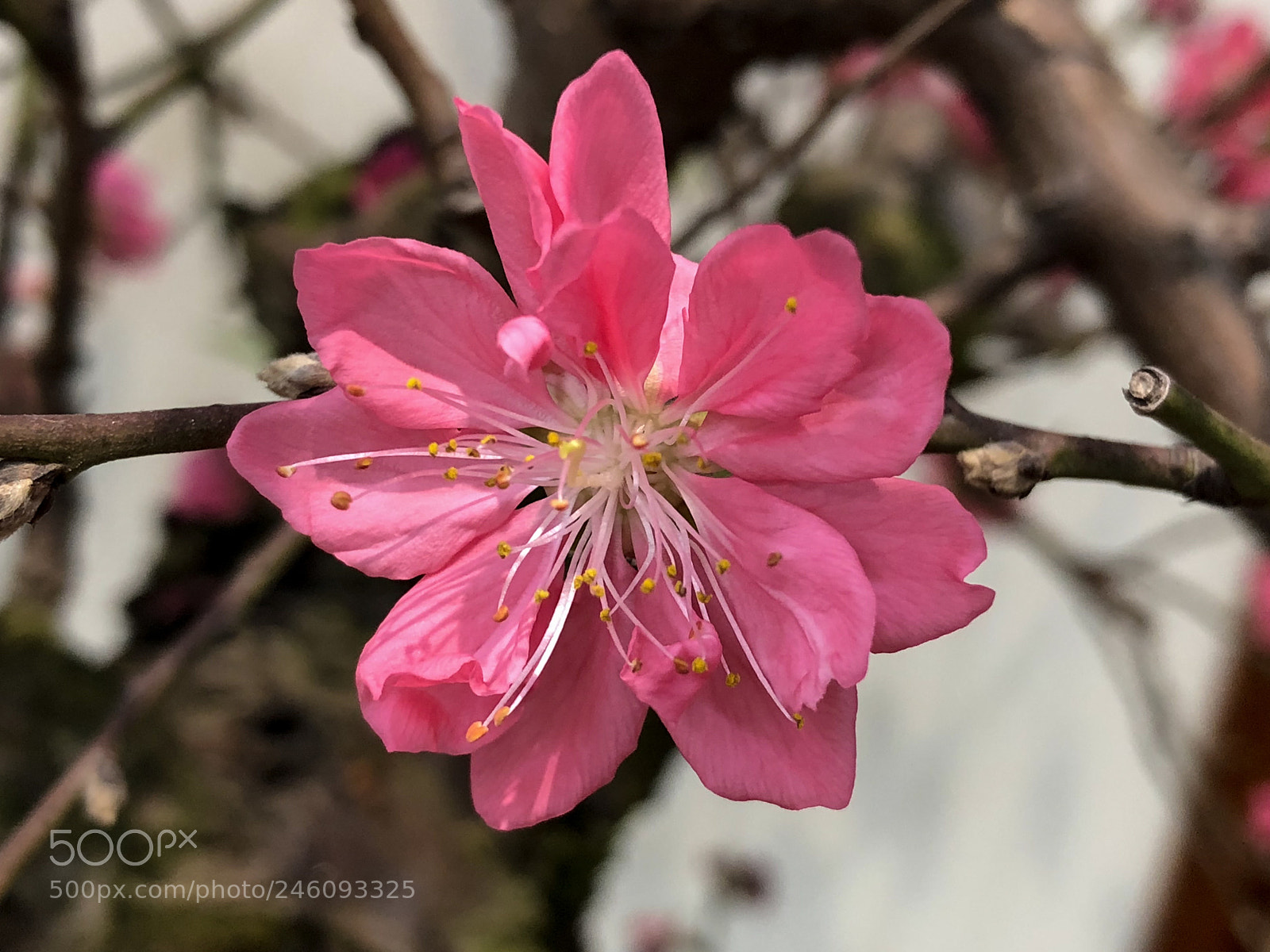 Apple iPhone X sample photo. Untitled photography