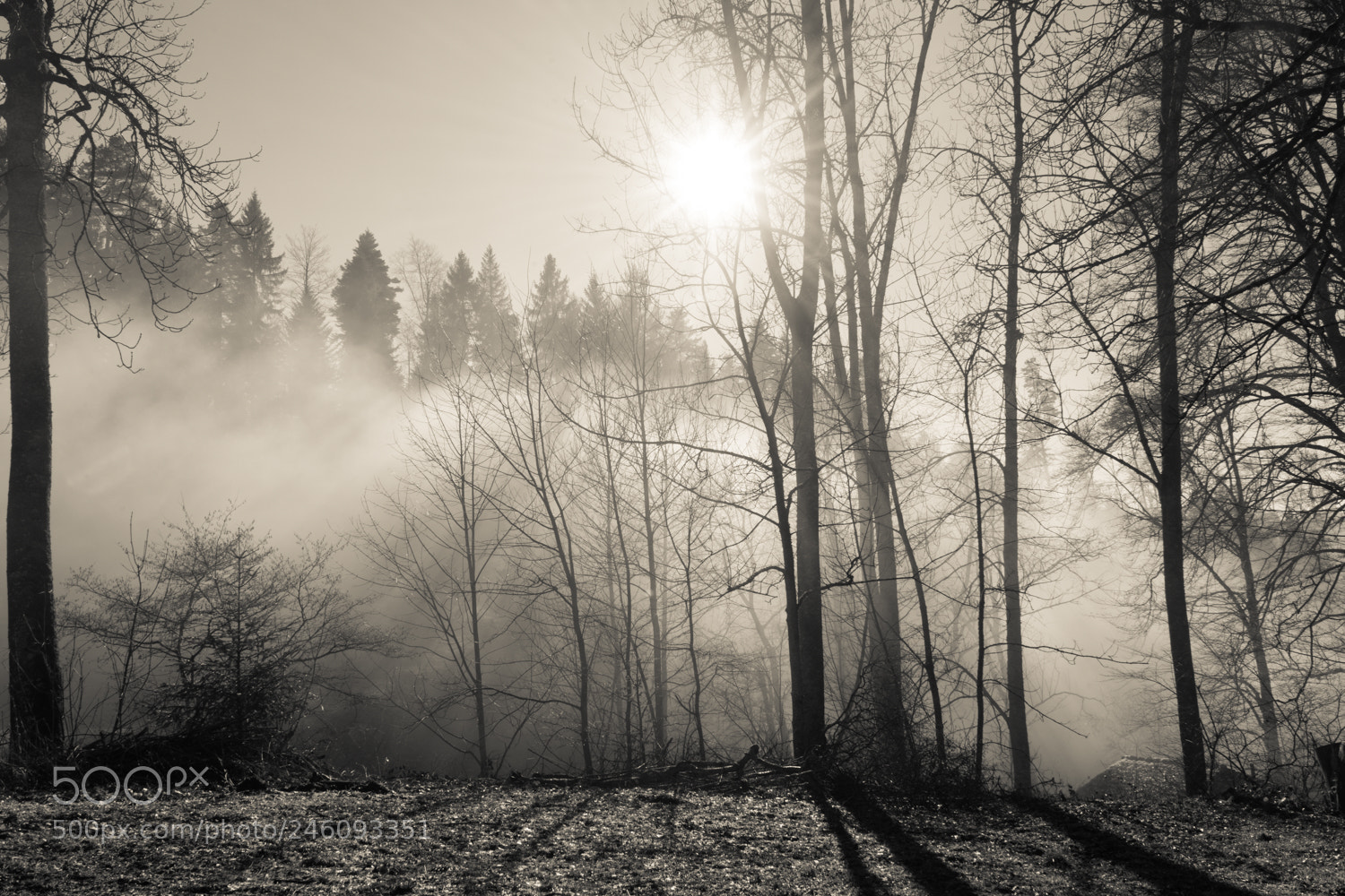 Sony a7 II sample photo. Fog in the forest photography
