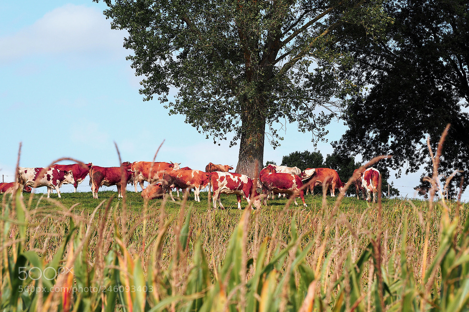 Olympus OM-D E-M5 II sample photo. Tree cows germany photography