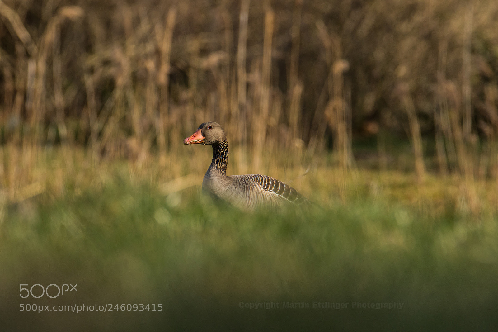 Canon EOS 7D Mark II sample photo. Gray goose anser anser photography