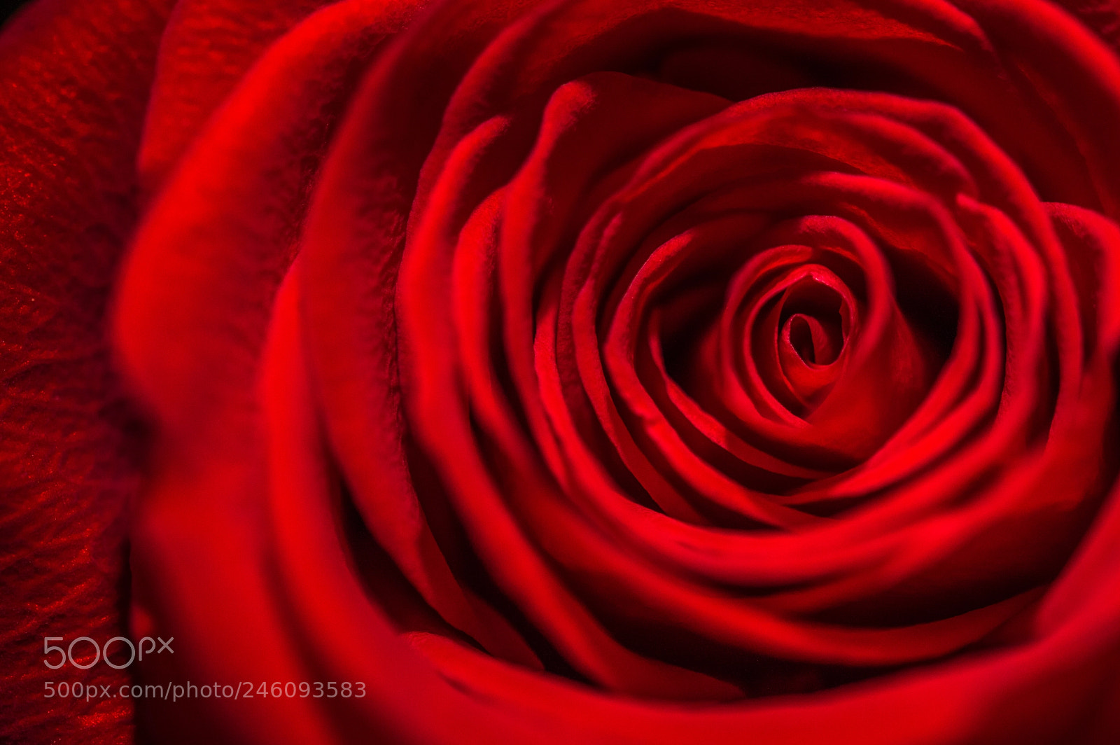 Nikon D3200 sample photo. Valentine's day photography