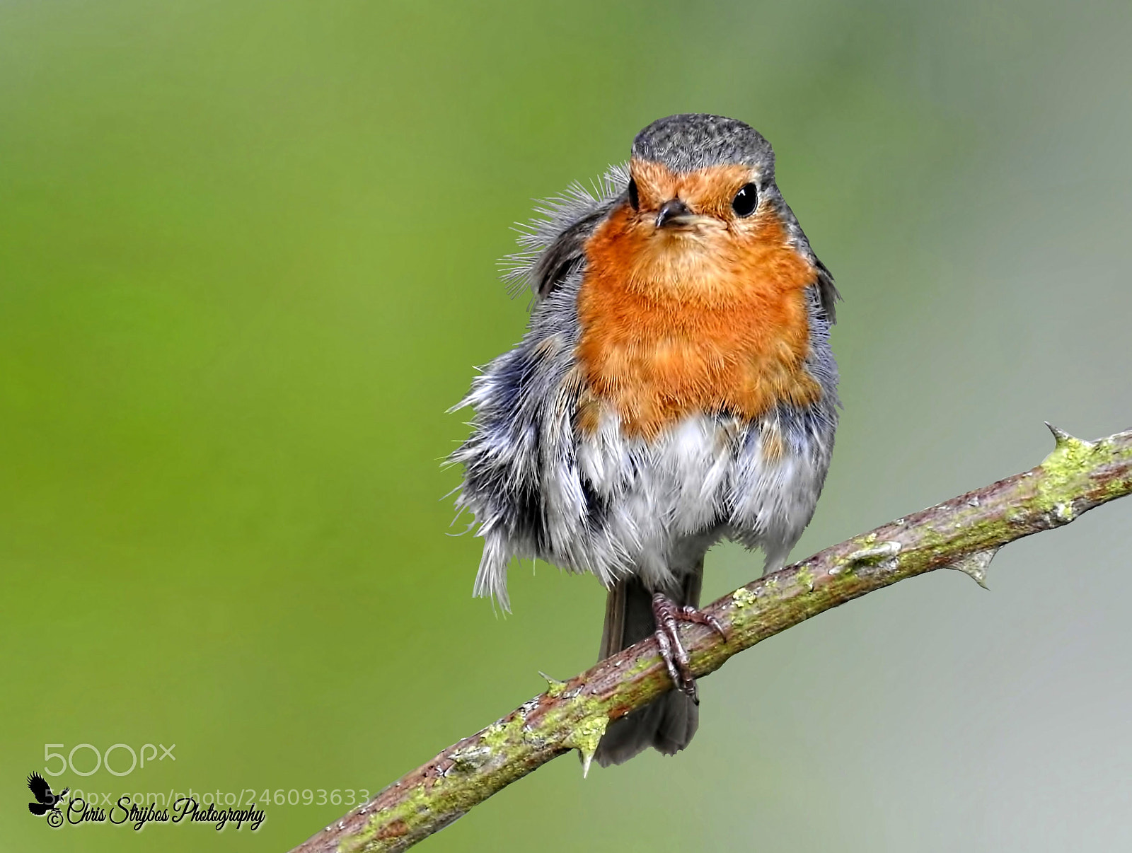 Nikon Coolpix P900 sample photo. Robin in the wind photography