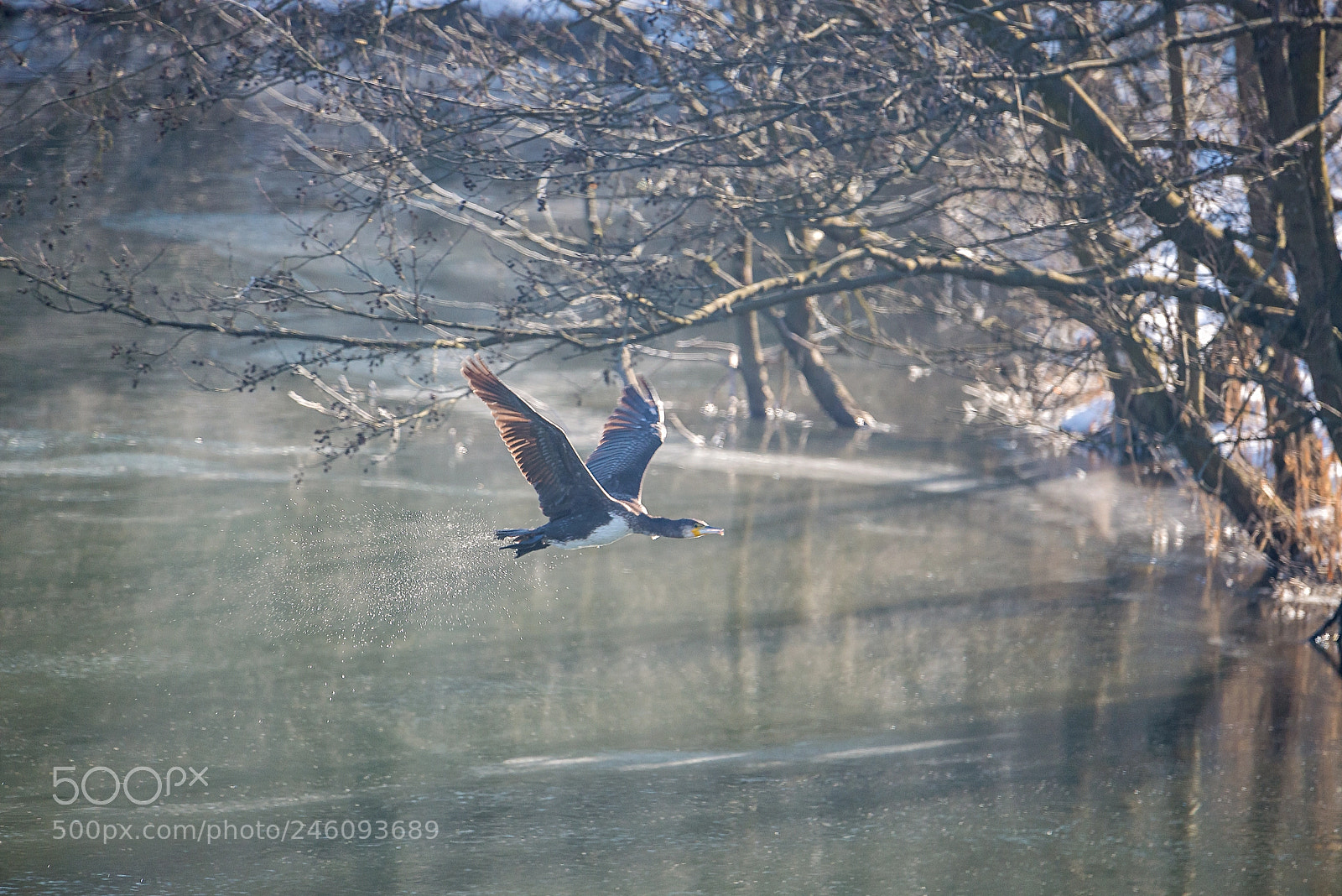 Nikon D610 sample photo. Cormoran photography