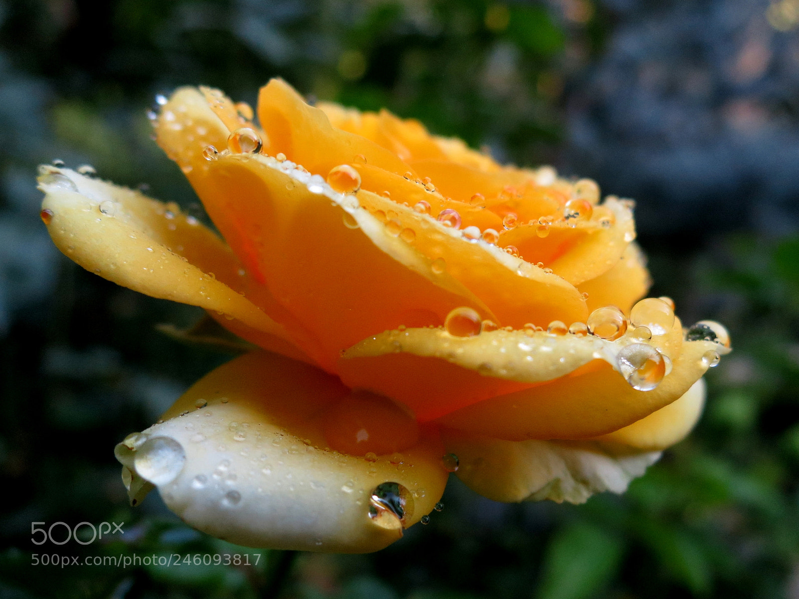 Canon PowerShot S100 sample photo. Yellow rose photography