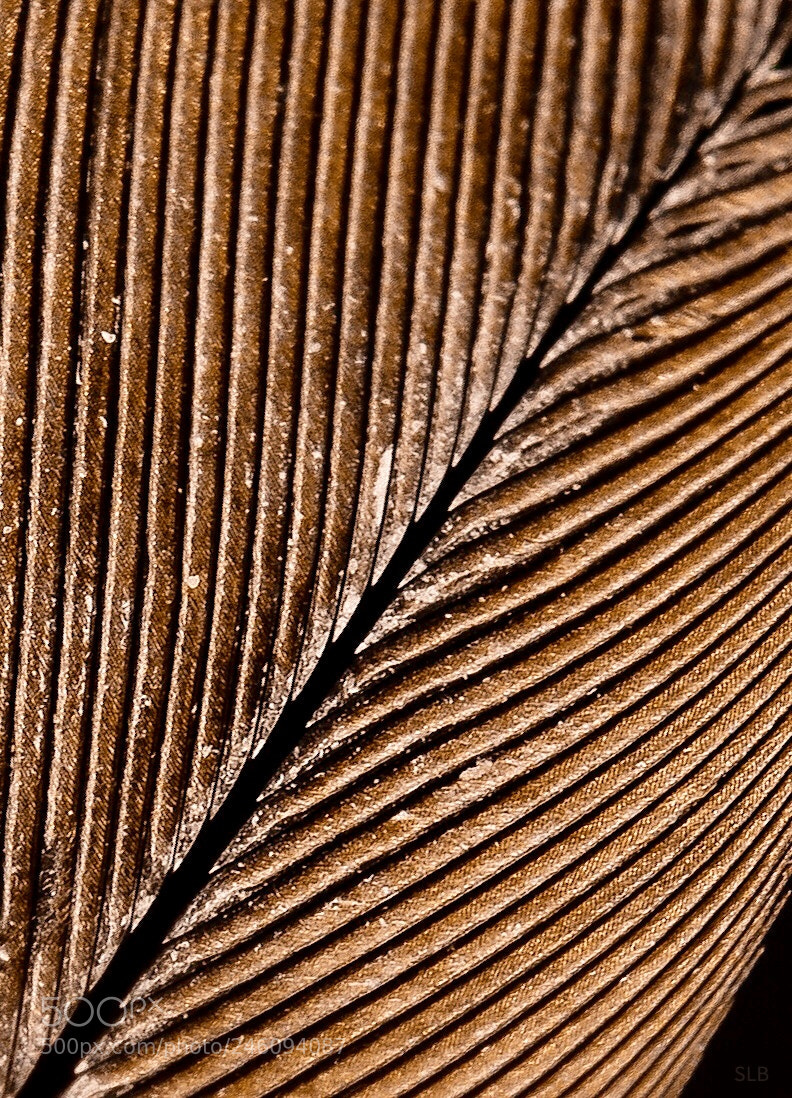 Nikon D5200 sample photo. Feather macro 2 photography