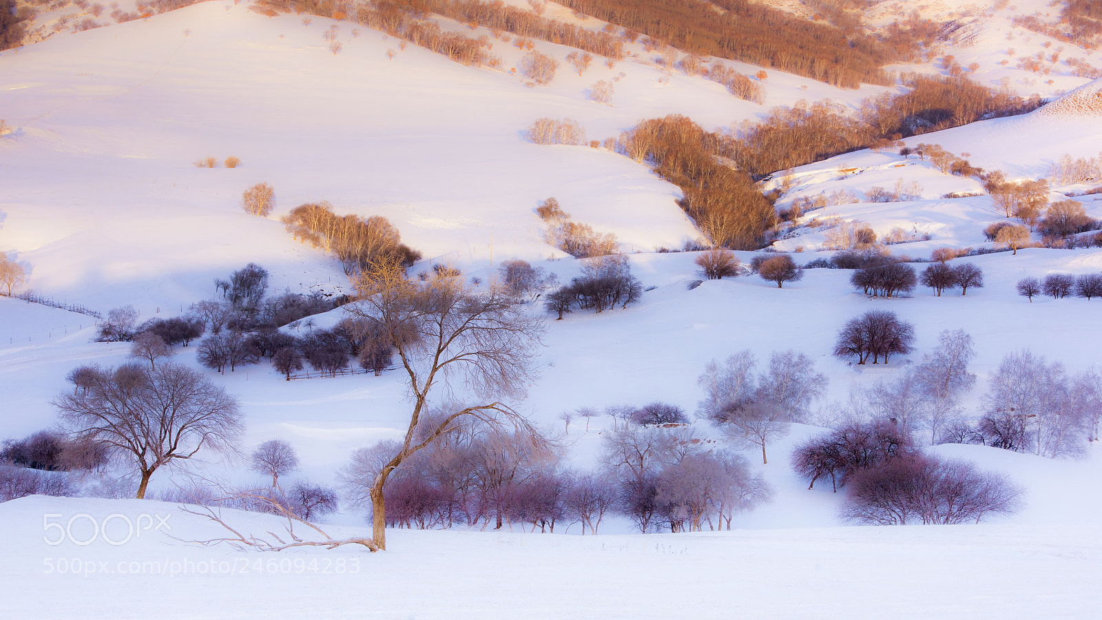 Nikon D810 sample photo. 乌兰布统 photography