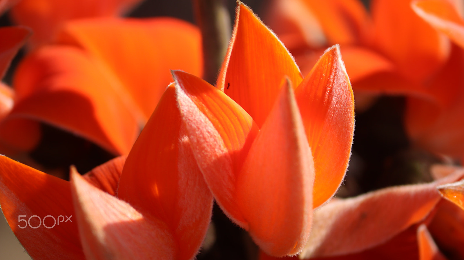 Canon EOS 800D (EOS Rebel T7i / EOS Kiss X9i) sample photo. Orange color petals - saffron is beautiful photography