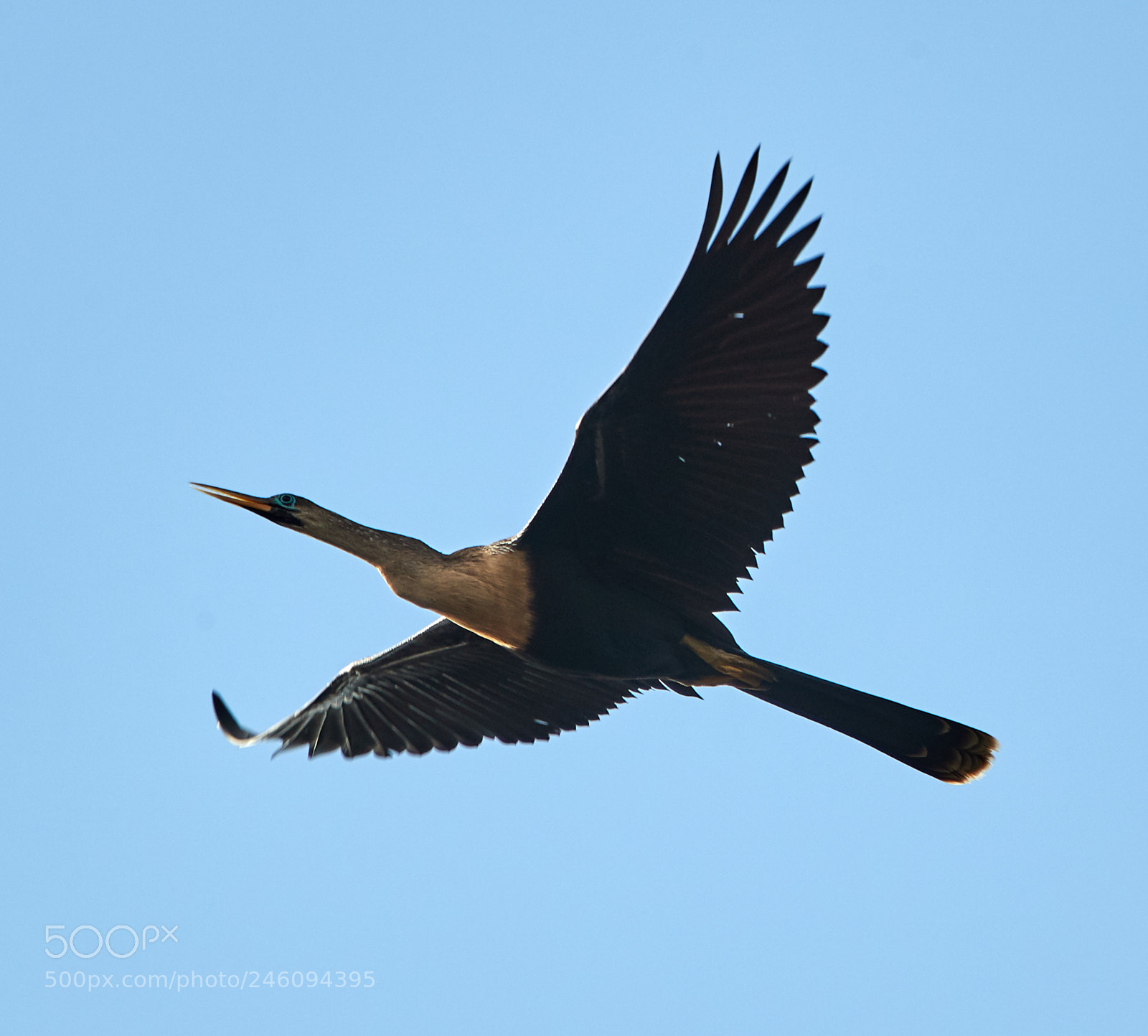 Canon EOS-1D X Mark II sample photo. 02-14-18-0003657.jpg photography