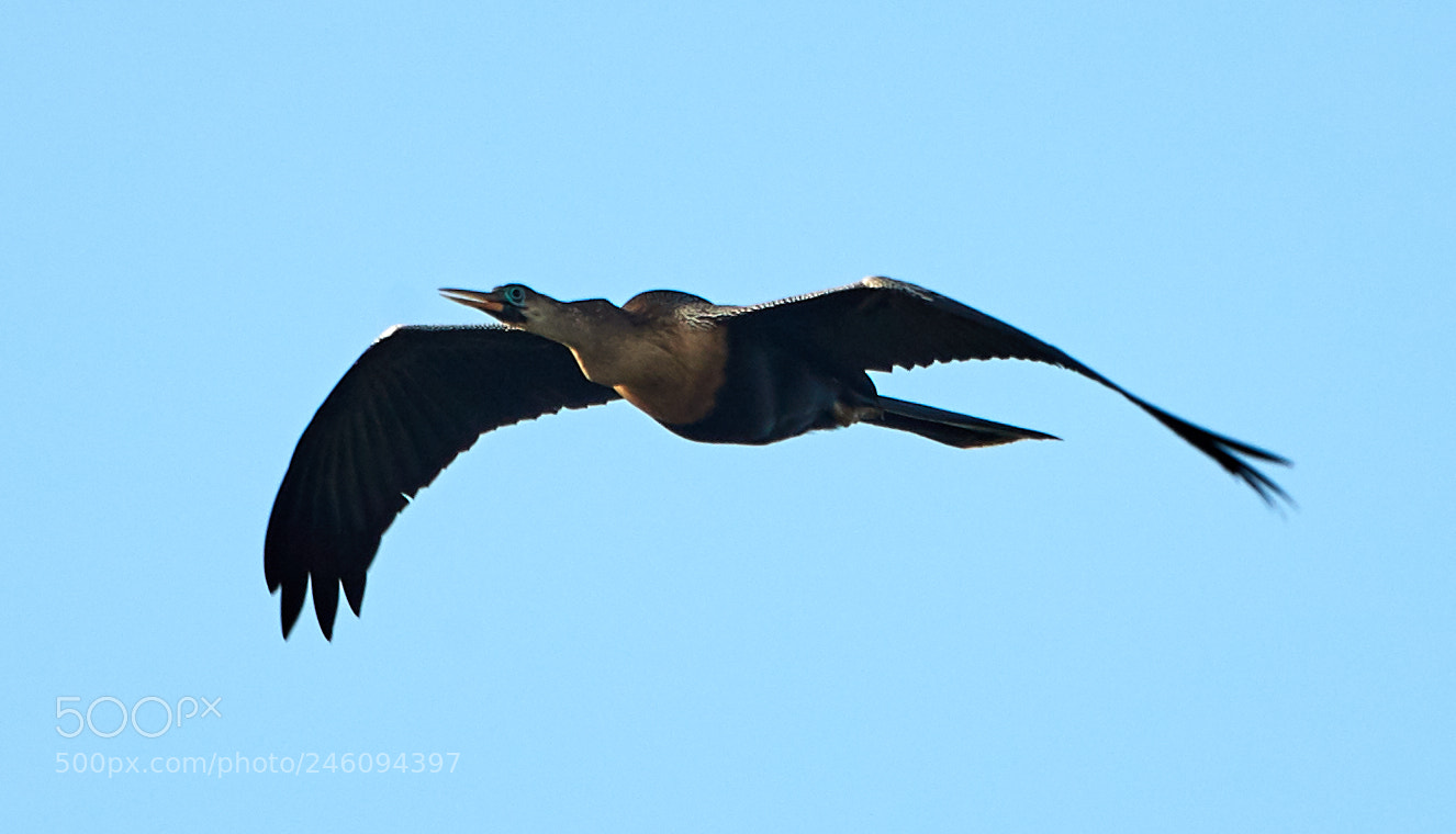 Canon EOS-1D X Mark II sample photo. 02-14-18-0003662.jpg photography