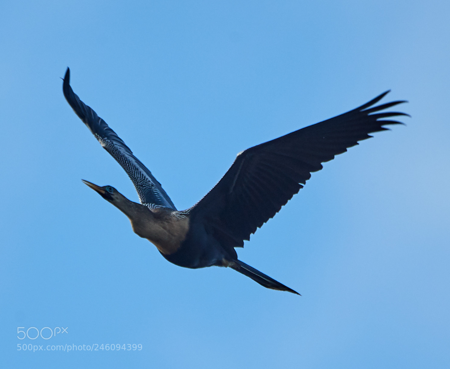 Canon EOS-1D X Mark II sample photo. 02-14-18-0003660.jpg photography