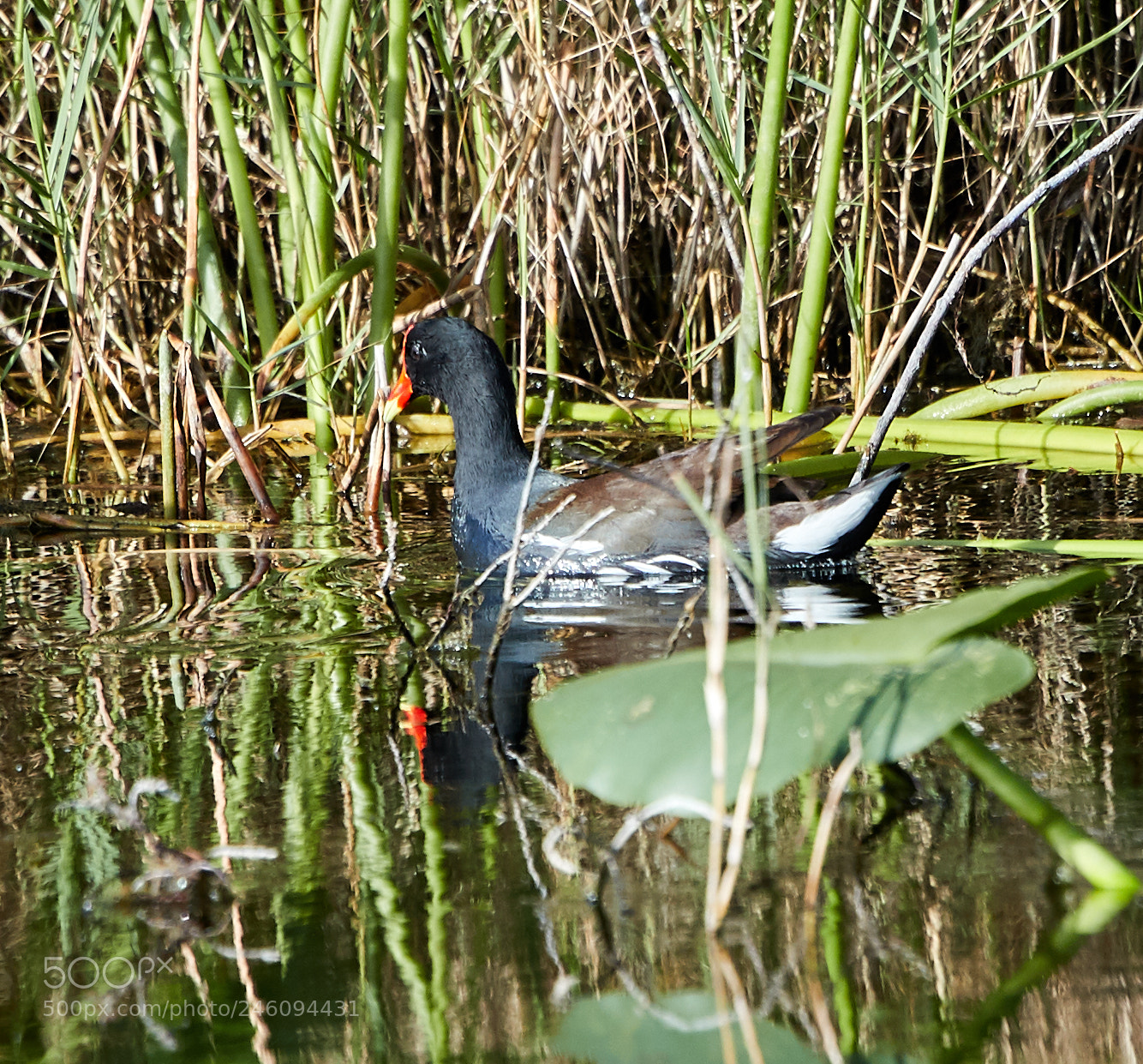Canon EOS-1D X Mark II sample photo. 02-14-18-0003671.jpg photography