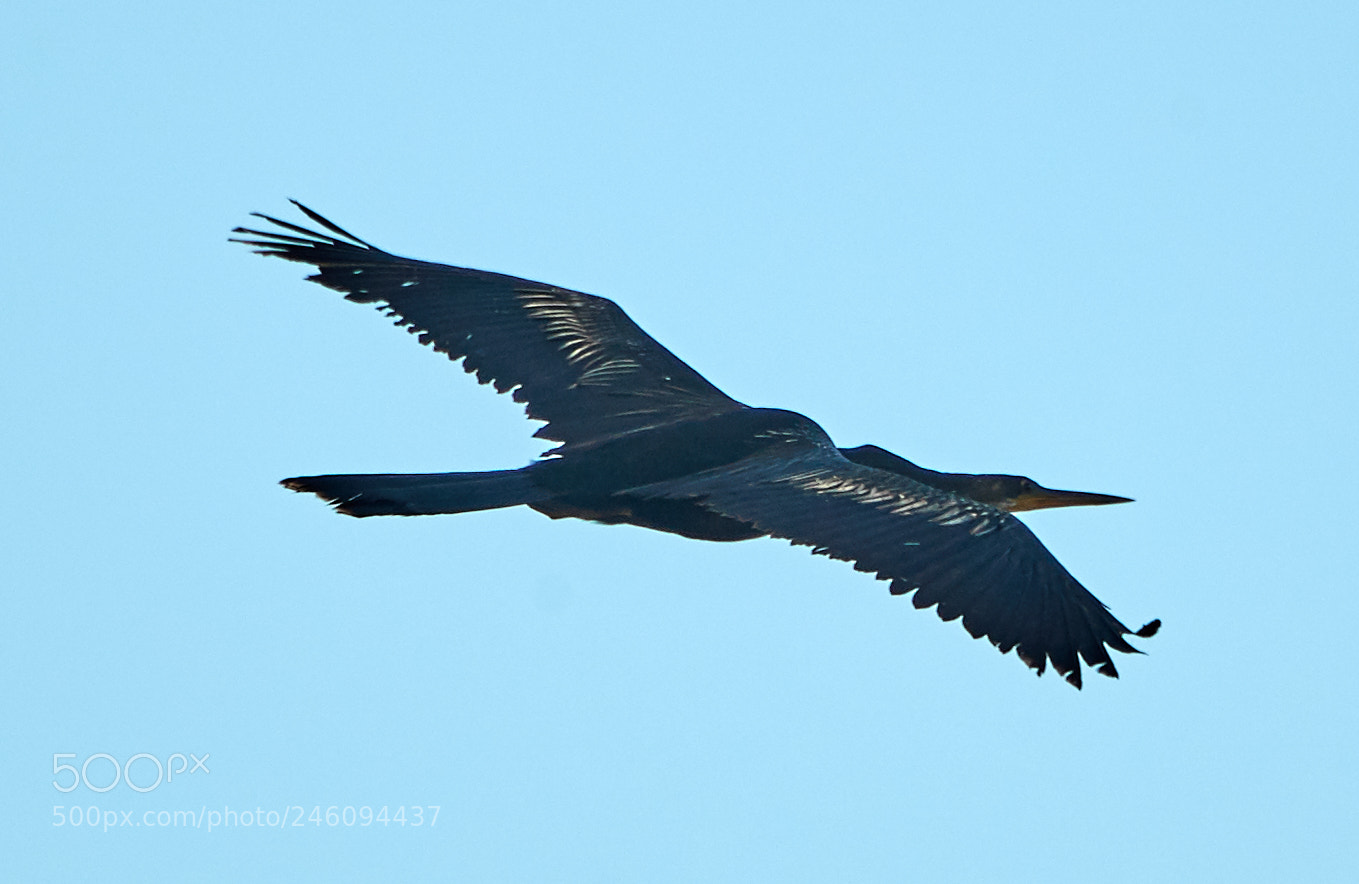 Canon EOS-1D X Mark II sample photo. 02-14-18-0003676.jpg photography