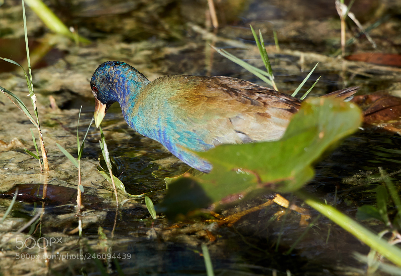 Canon EOS-1D X Mark II sample photo. 02-14-18-0003679.jpg photography