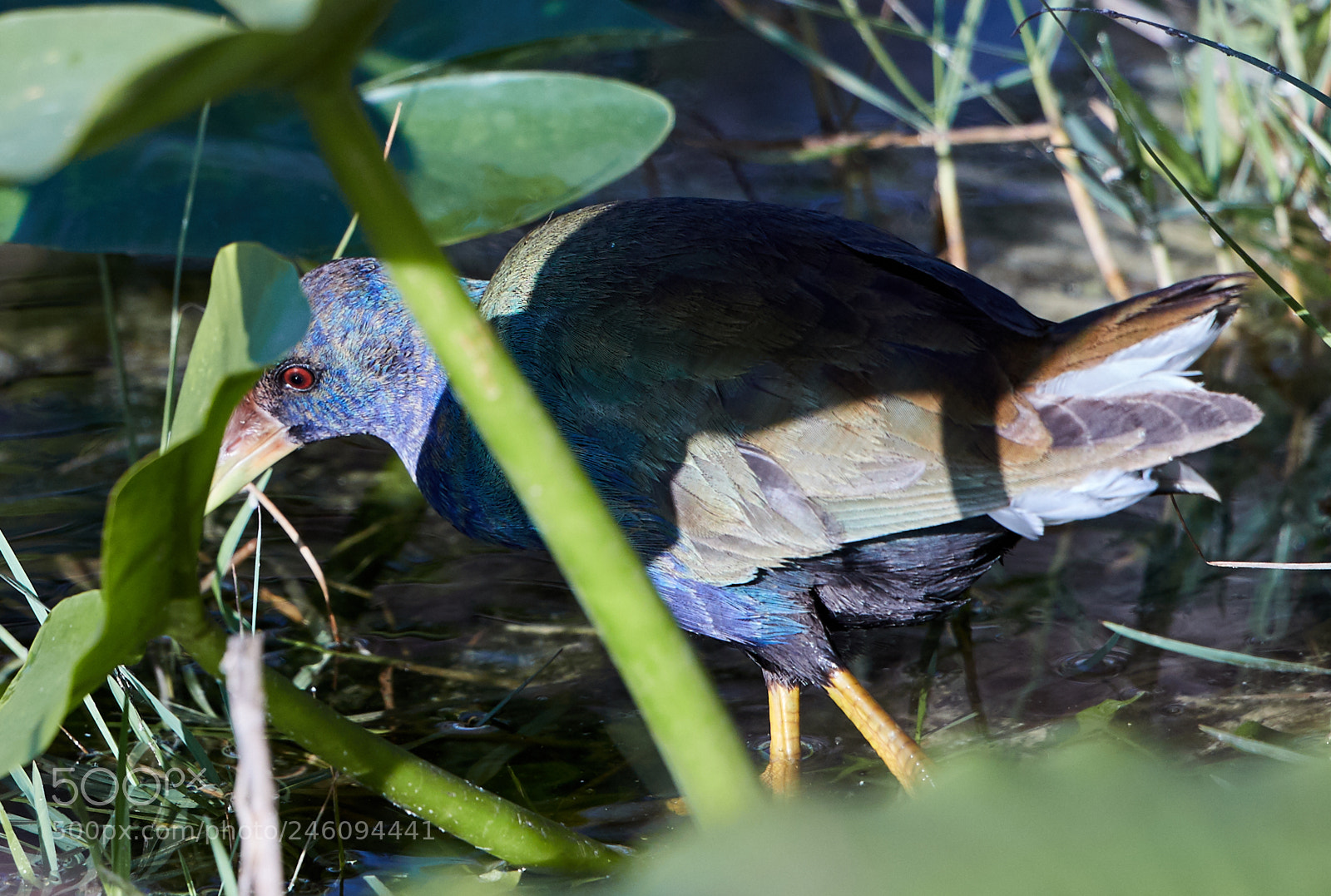 Canon EOS-1D X Mark II sample photo. 02-14-18-0003682.jpg photography