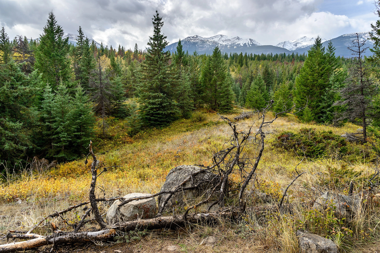 Nikon D800 sample photo. Autumn in the rockies photography