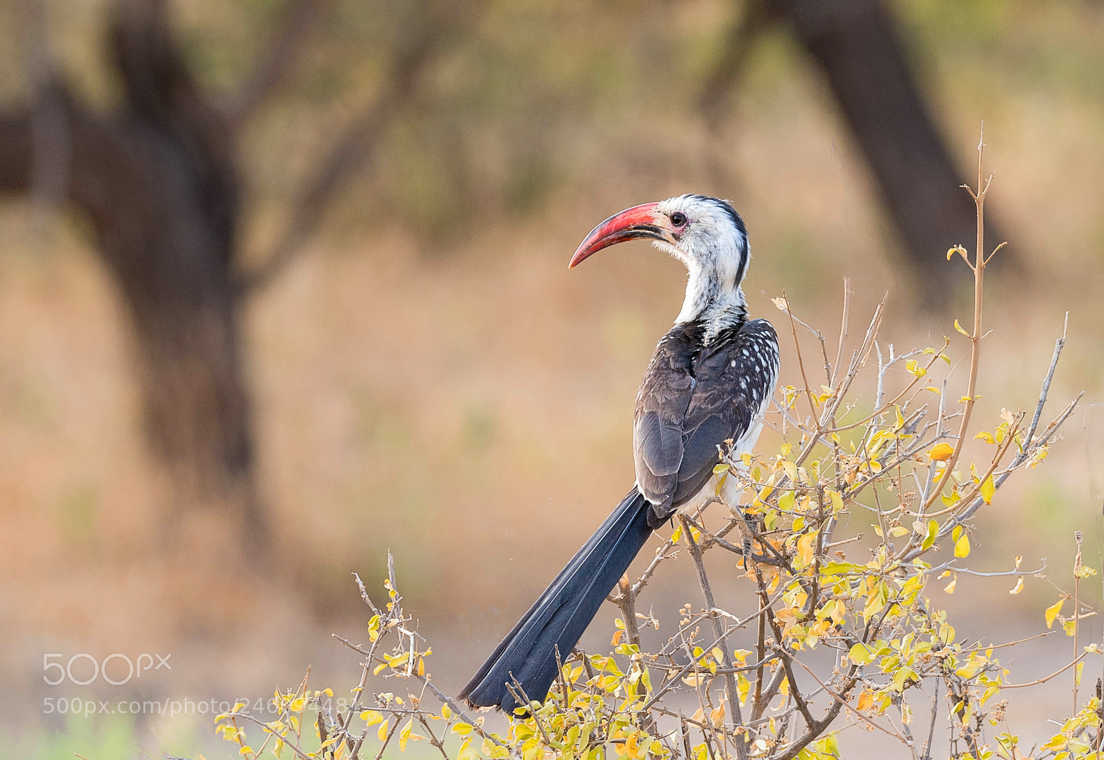 Nikon D500 sample photo. Red-billed hornbill photography
