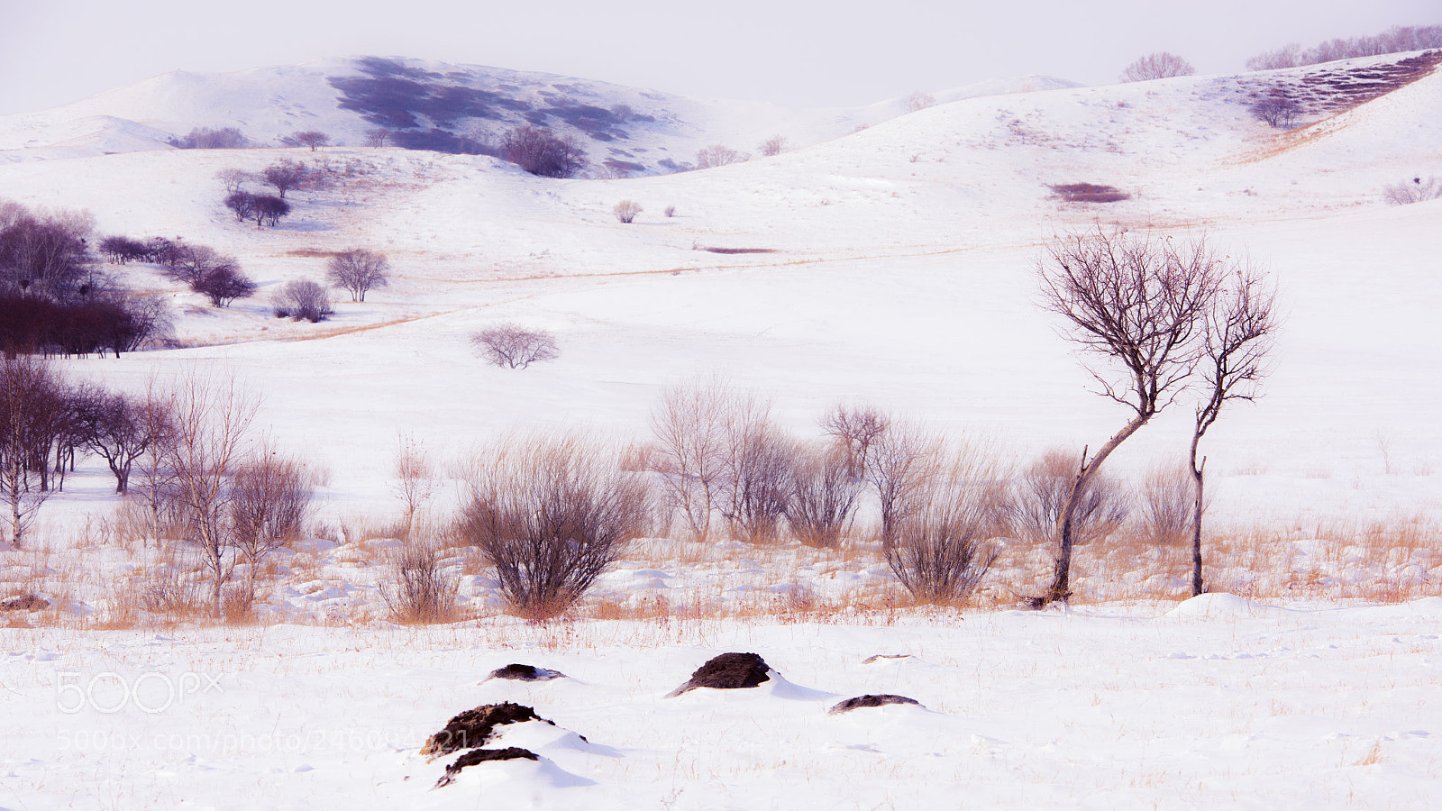Nikon D810 sample photo. 乌兰布统 photography