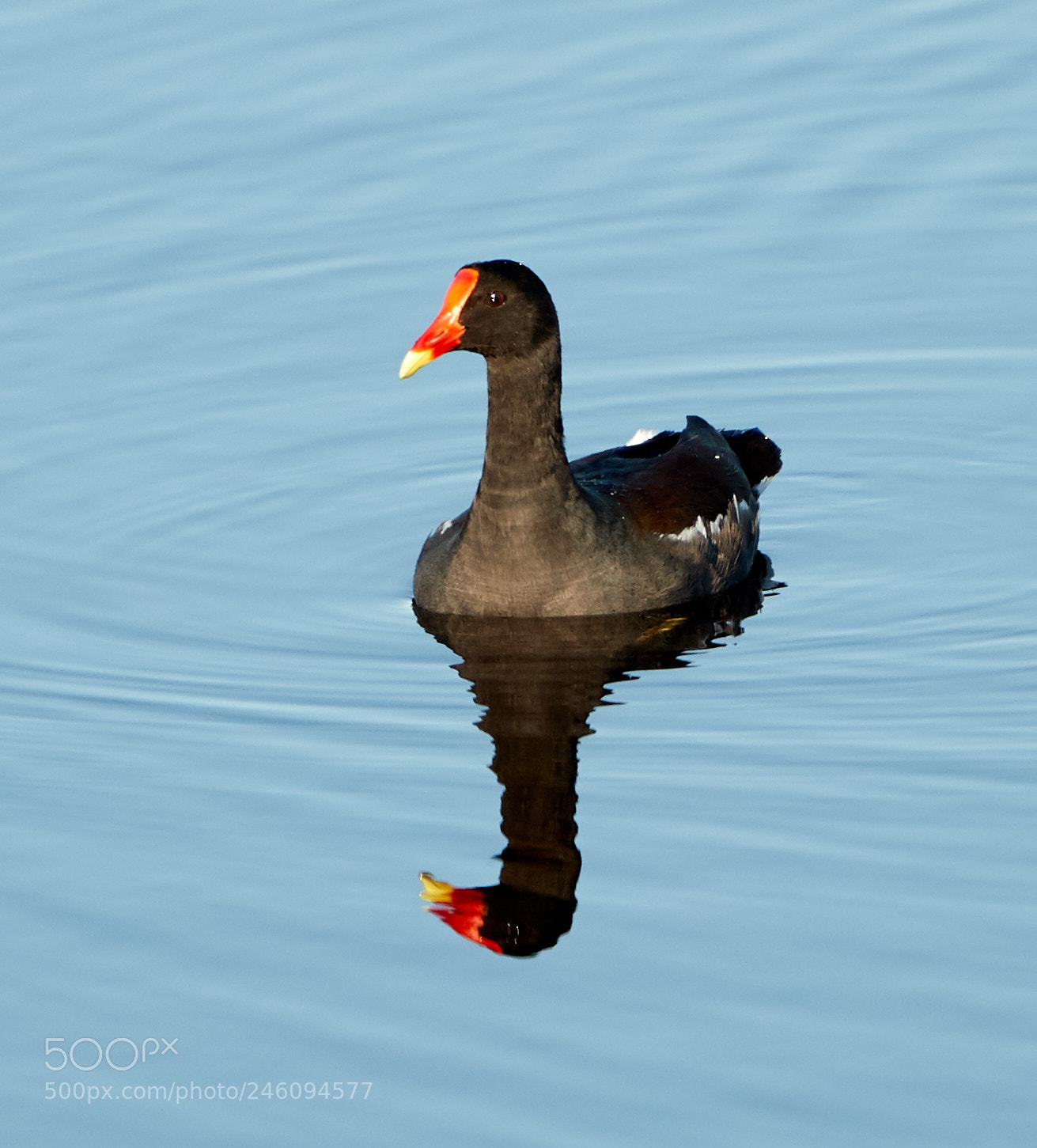 Canon EOS-1D X Mark II sample photo. 02-14-18-0003695.jpg photography