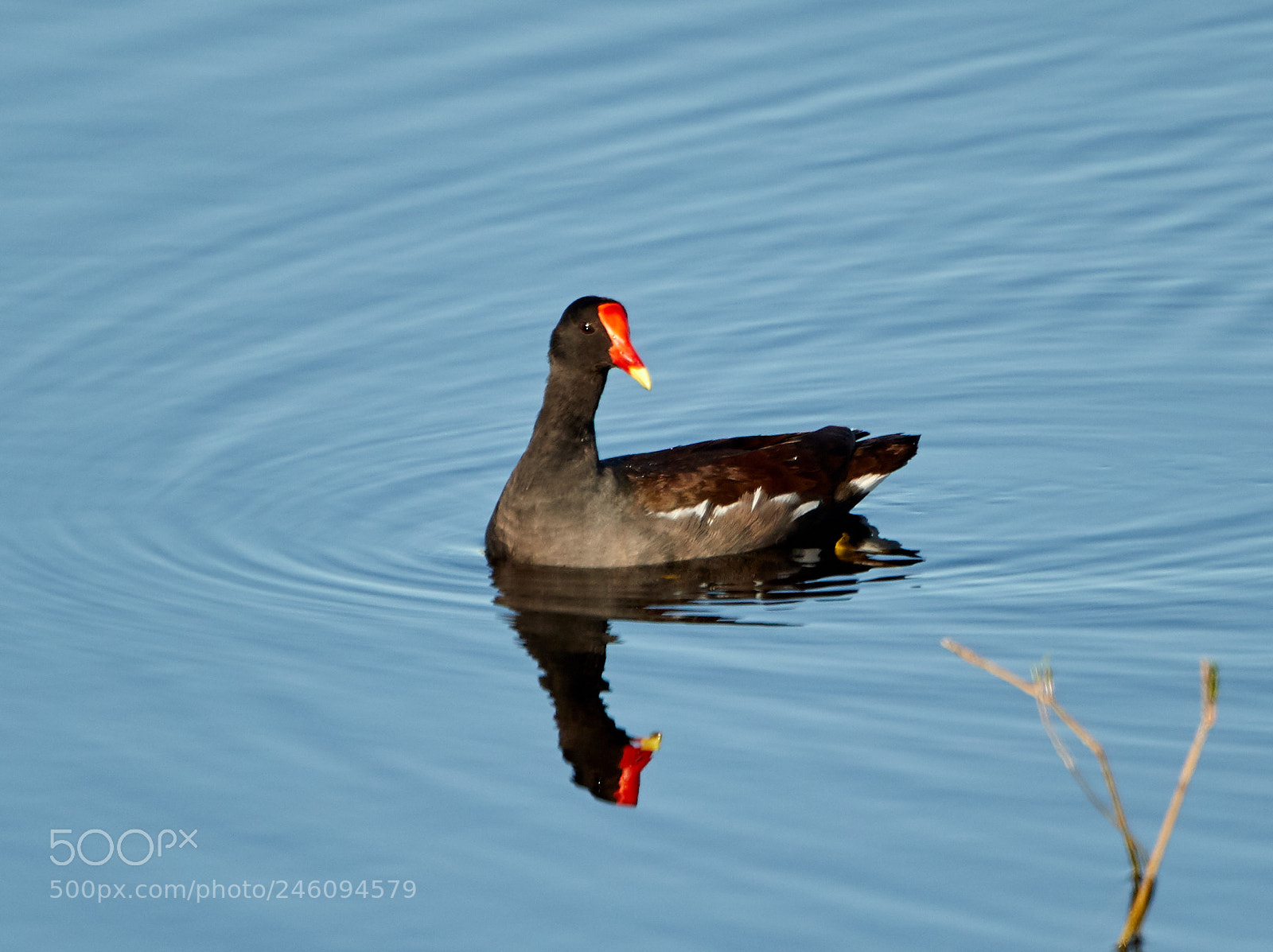 Canon EOS-1D X Mark II sample photo. 02-14-18-0003696.jpg photography