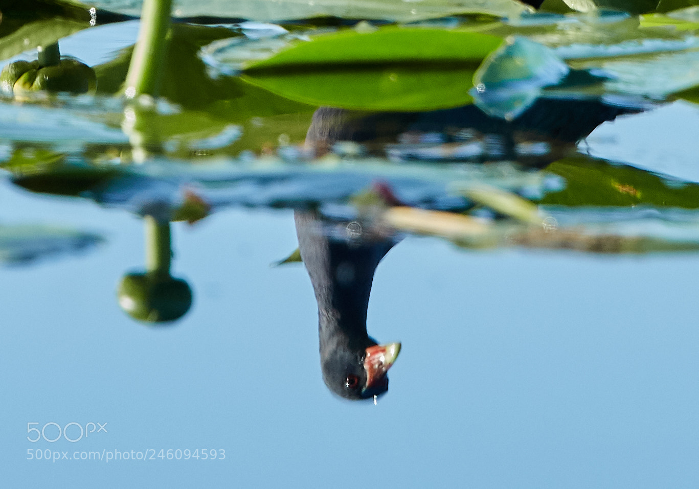 Canon EOS-1D X Mark II sample photo. 02-14-18-0003704 1.jpg photography