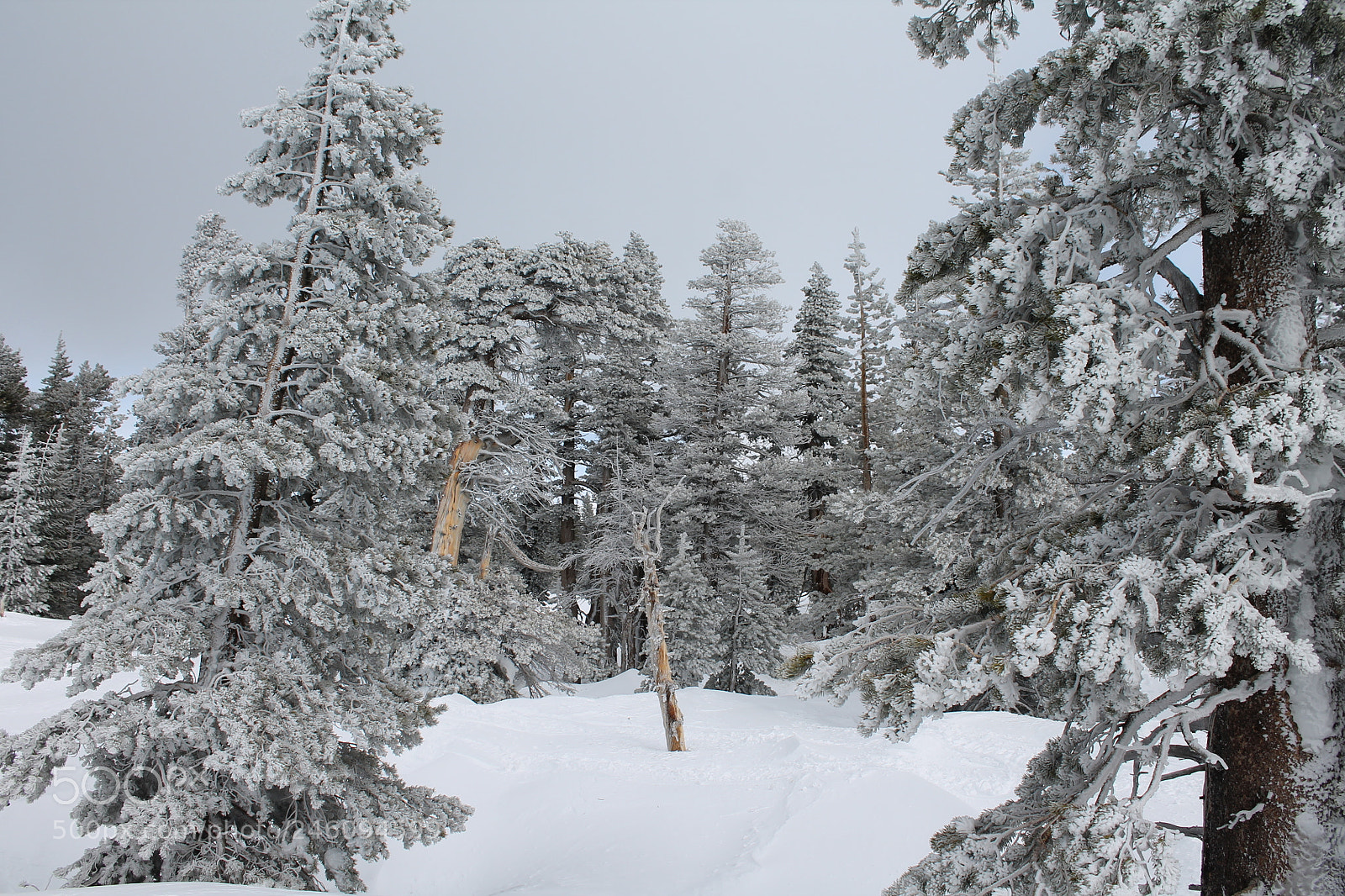 Canon EOS 1100D (EOS Rebel T3 / EOS Kiss X50) sample photo. Snow covered pines photography