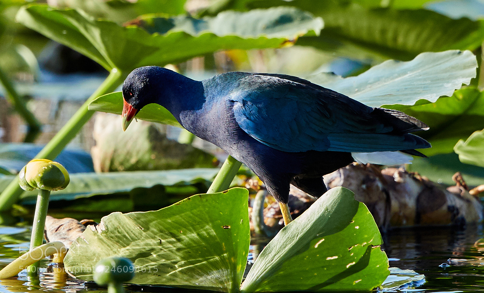 Canon EOS-1D X Mark II sample photo. 02-14-18-0003710.jpg photography
