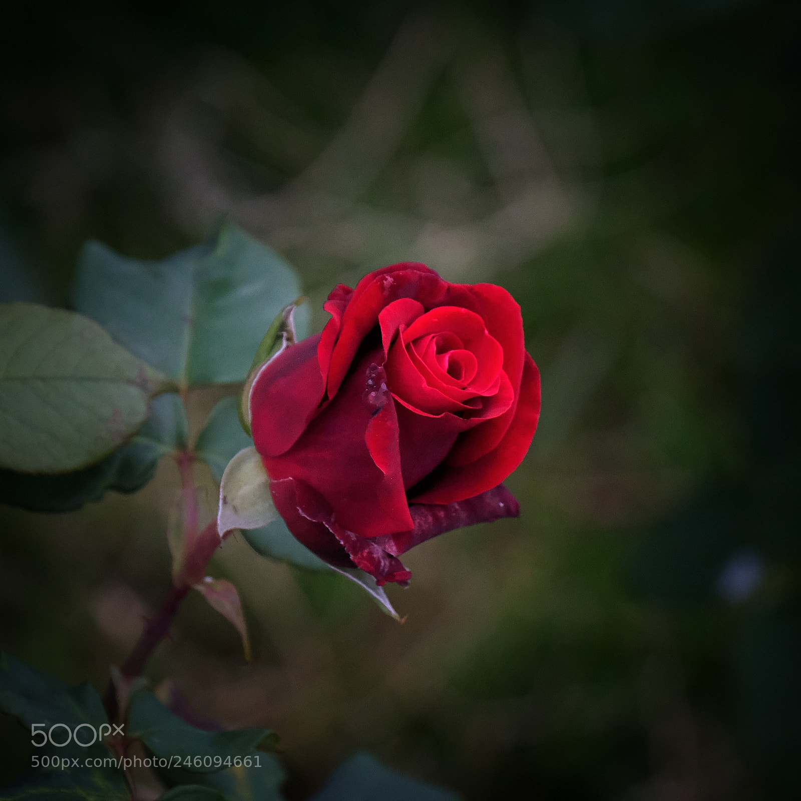 Fujifilm X-T2 sample photo. Askıda  photography