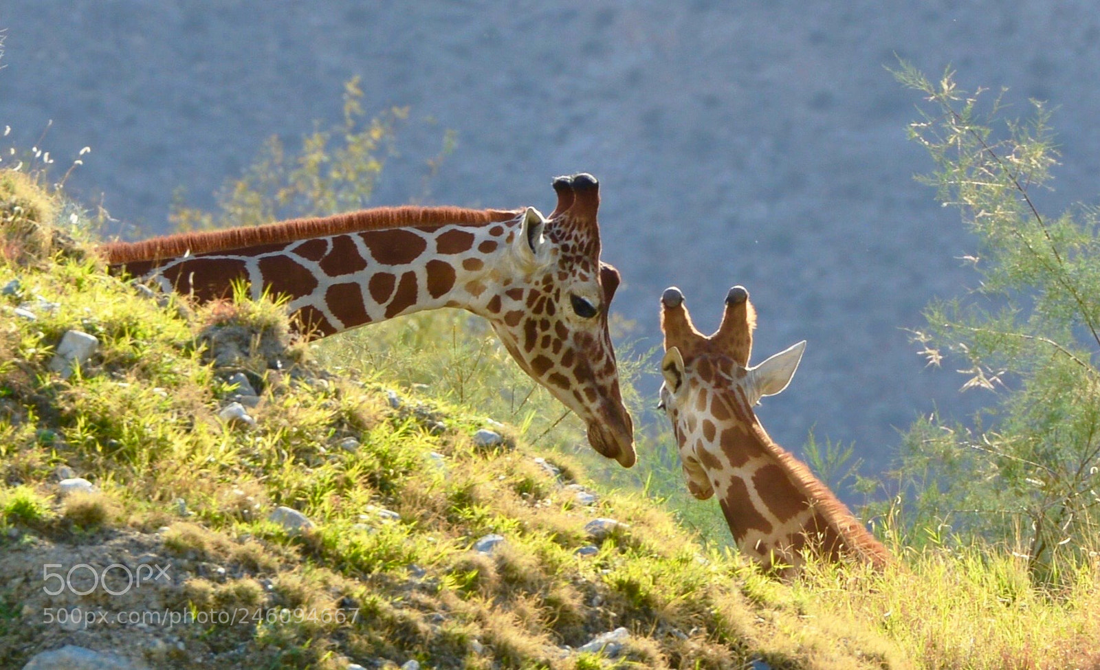 Nikon D800 sample photo. Affection photography