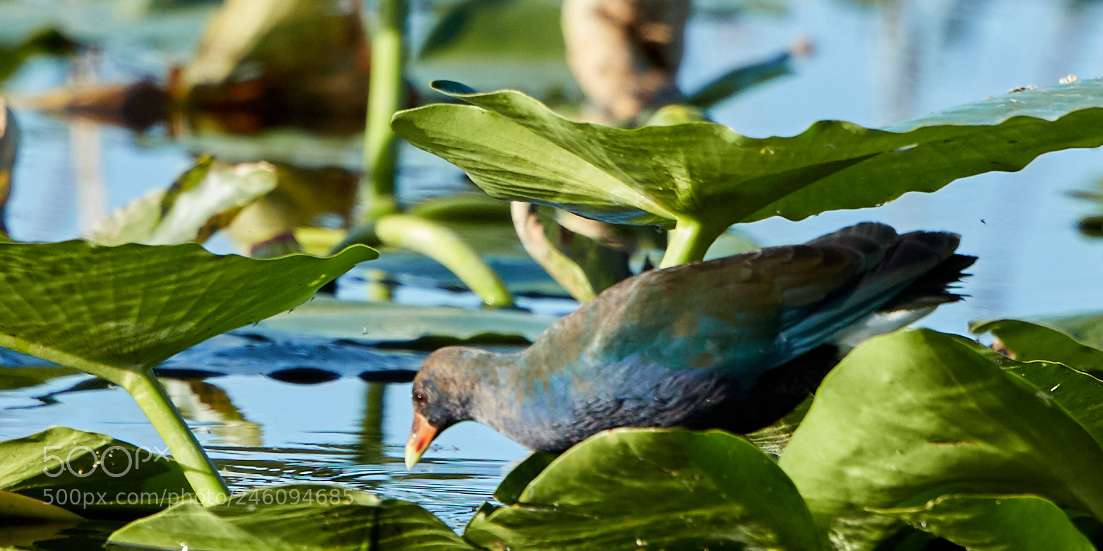 Canon EOS-1D X Mark II sample photo. 02-14-18-0003726.jpg photography