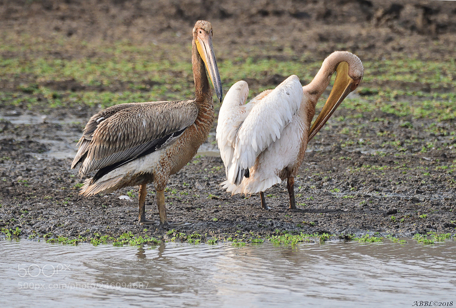 Nikon D500 sample photo. Great white pelicans photography