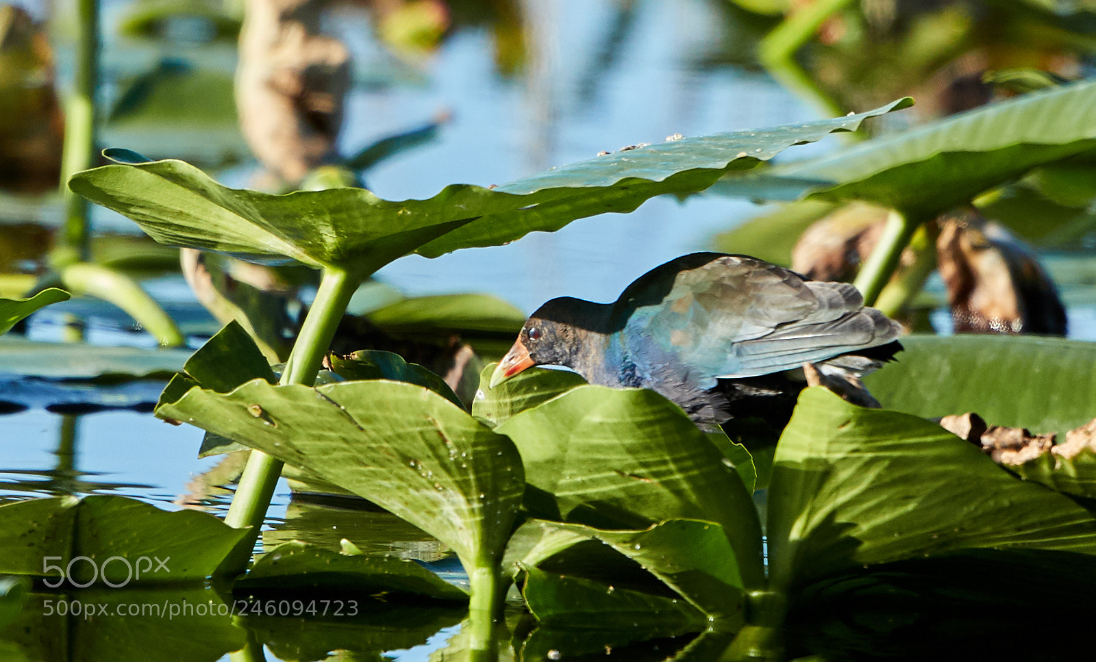 Canon EOS-1D X Mark II sample photo. 02-14-18-0003731.jpg photography