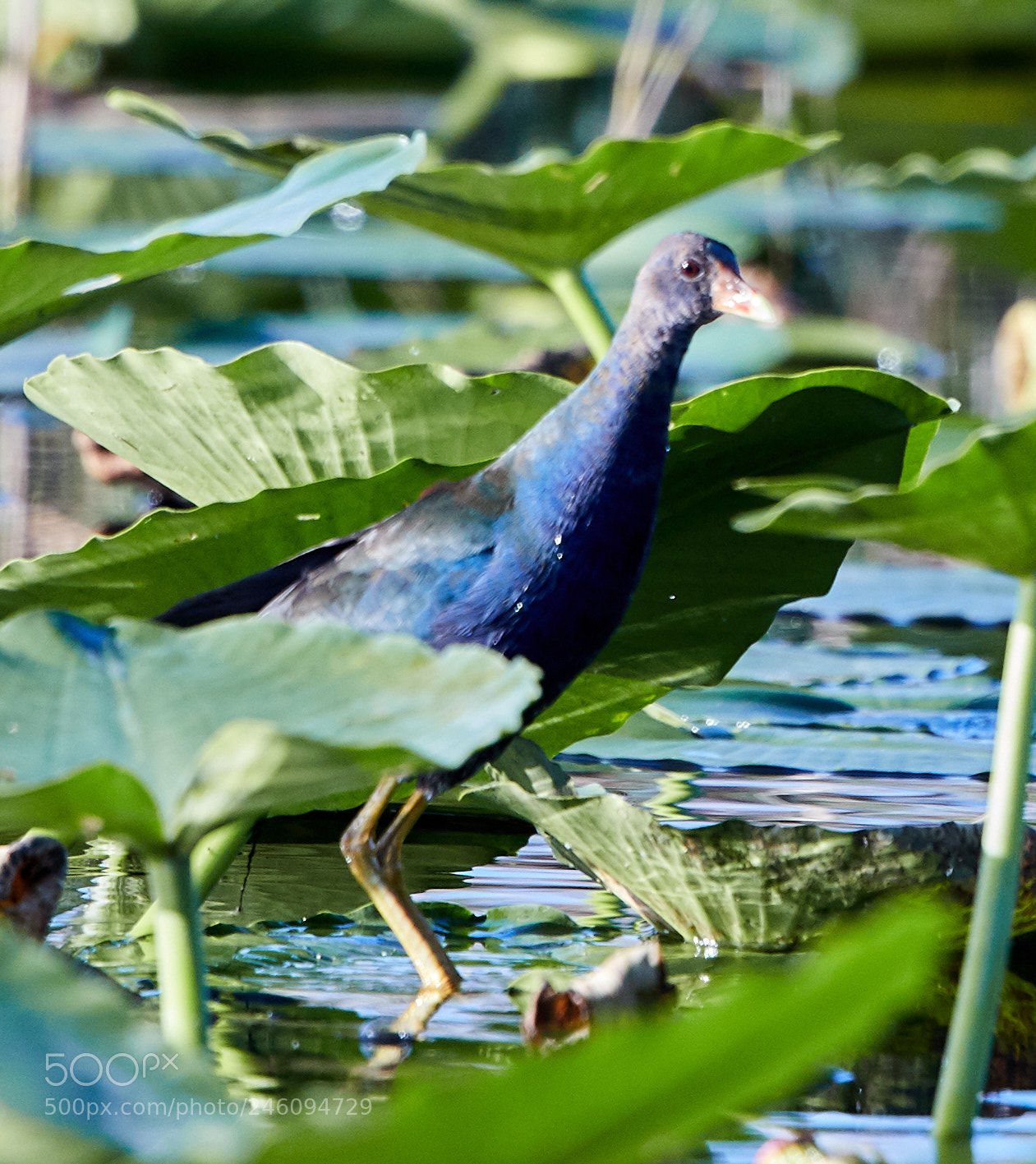 Canon EOS-1D X Mark II sample photo. 02-14-18-0003735.jpg photography