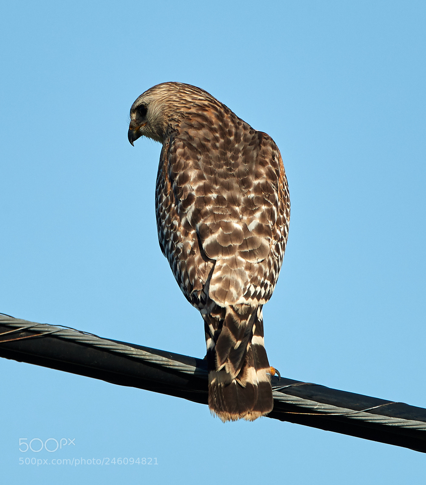 Canon EOS-1D X Mark II sample photo. 02-14-18-0003739.jpg photography