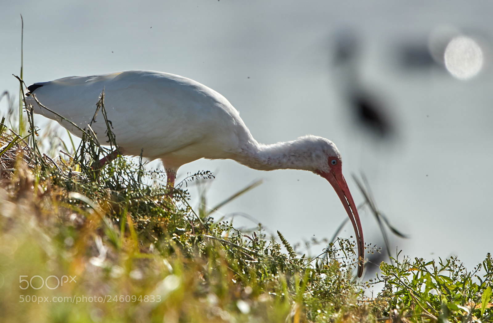 Canon EOS-1D X Mark II sample photo. 02-14-18-0003646.jpg photography