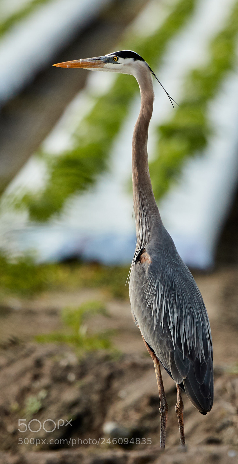 Canon EOS-1D X Mark II sample photo. 02-14-18-0003643.jpg photography