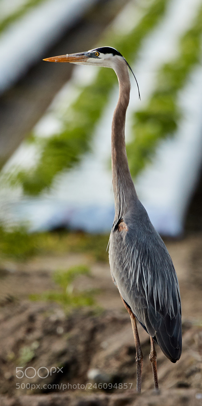 Canon EOS-1D X Mark II sample photo. 02-14-18-0003641.jpg photography