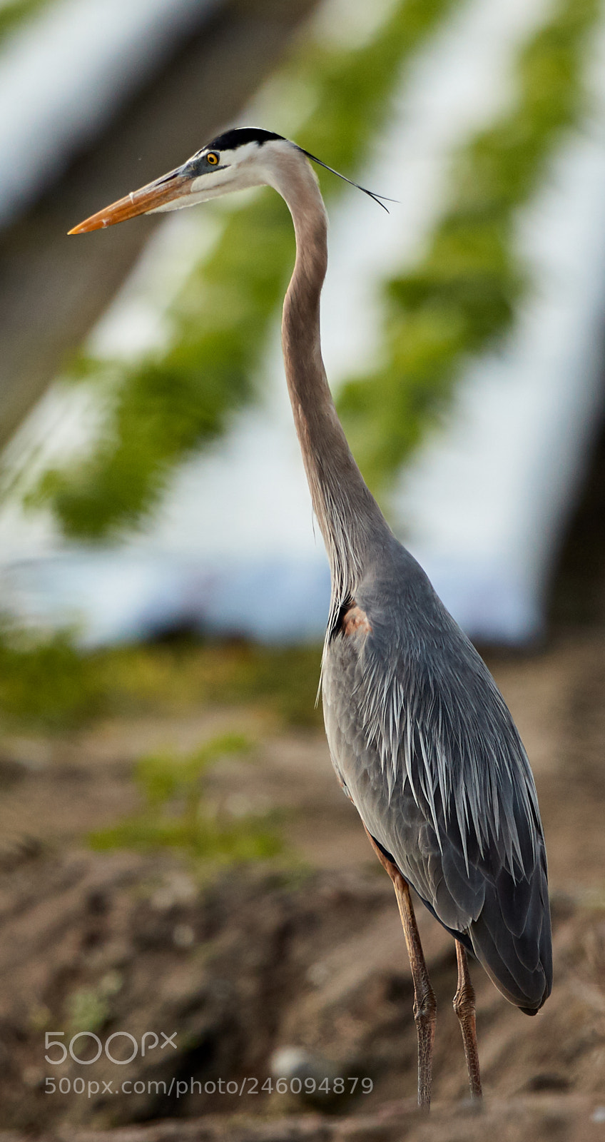 Canon EOS-1D X Mark II sample photo. 02-14-18-0003638.jpg photography