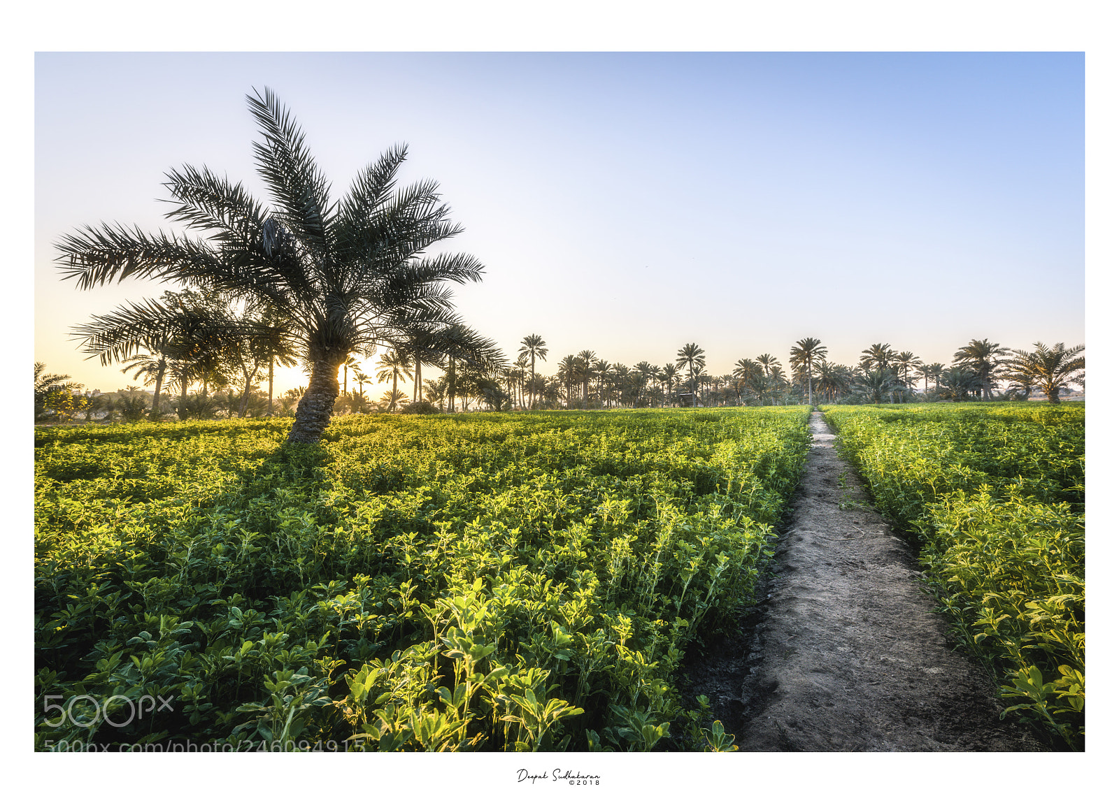 Nikon D810 sample photo. Go green-4 photography