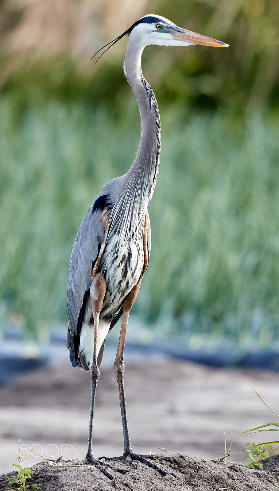 Canon EOS-1D X Mark II sample photo. 02-14-18-0003635.jpg photography