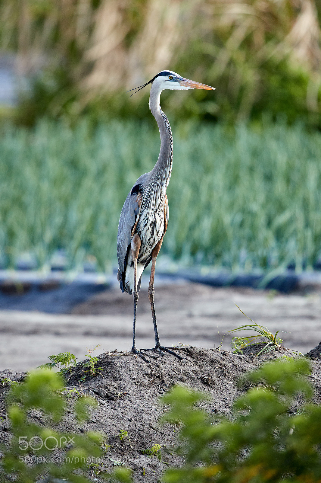 Canon EOS-1D X Mark II sample photo. 02-14-18-0003634.jpg photography