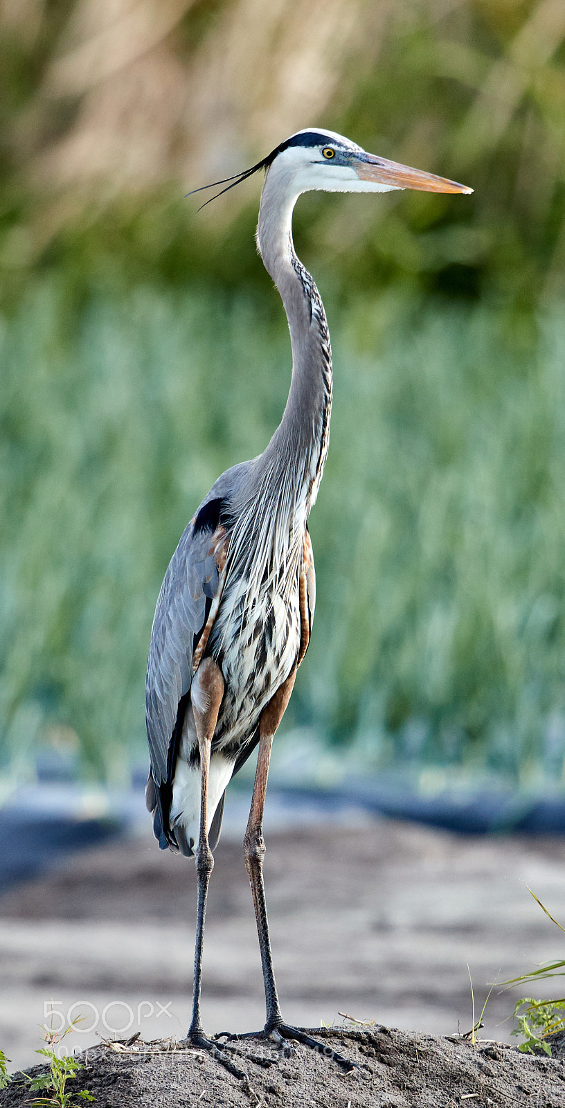 Canon EOS-1D X Mark II sample photo. 02-14-18-0003633.jpg photography