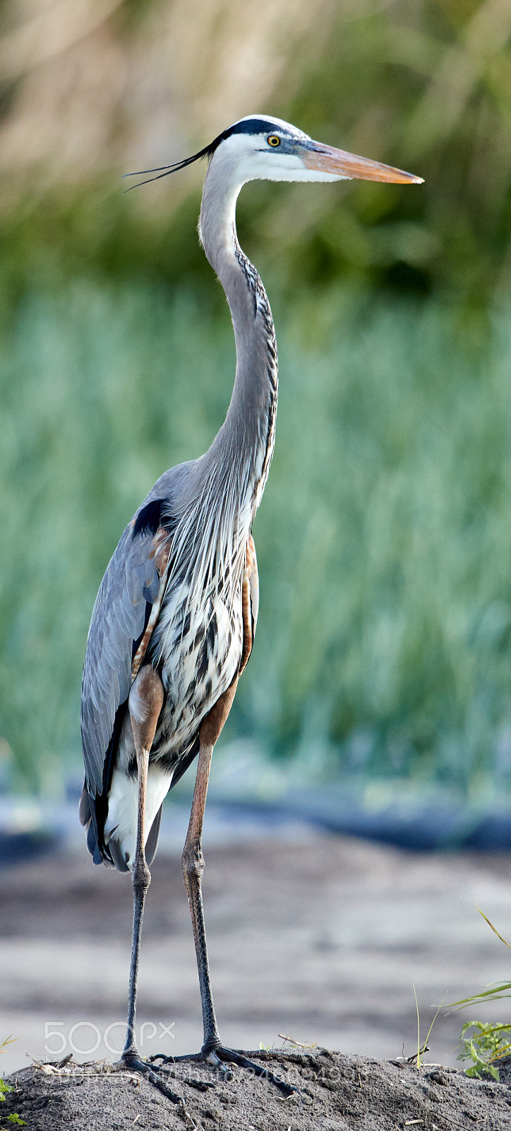 Canon EOS-1D X Mark II sample photo. 02-14-18-0003632.jpg photography