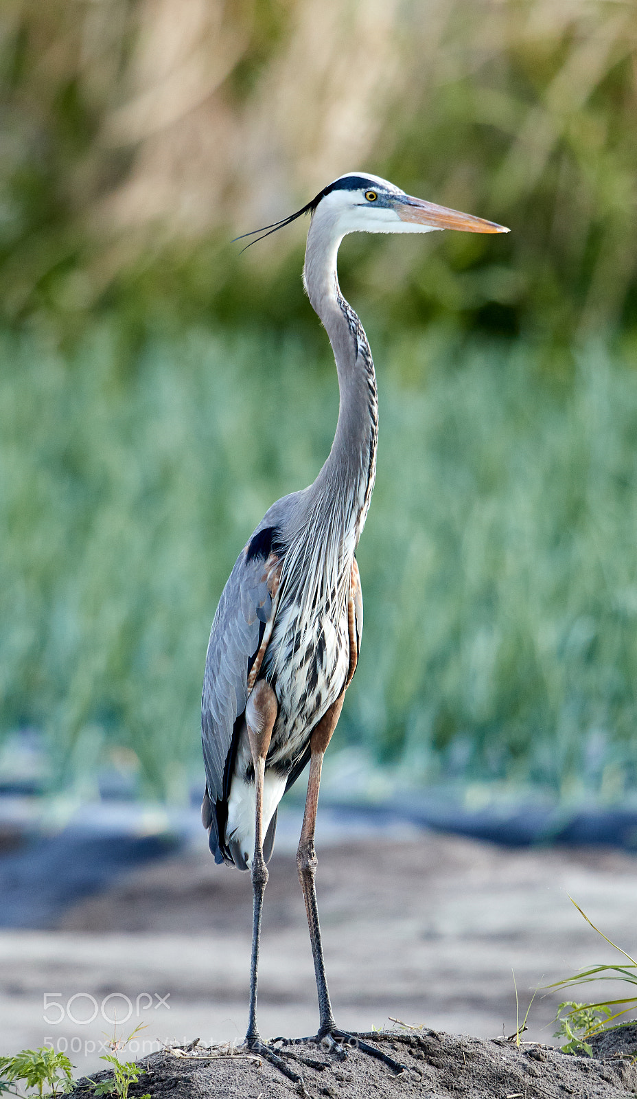 Canon EOS-1D X Mark II sample photo. 02-14-18-0003631.jpg photography