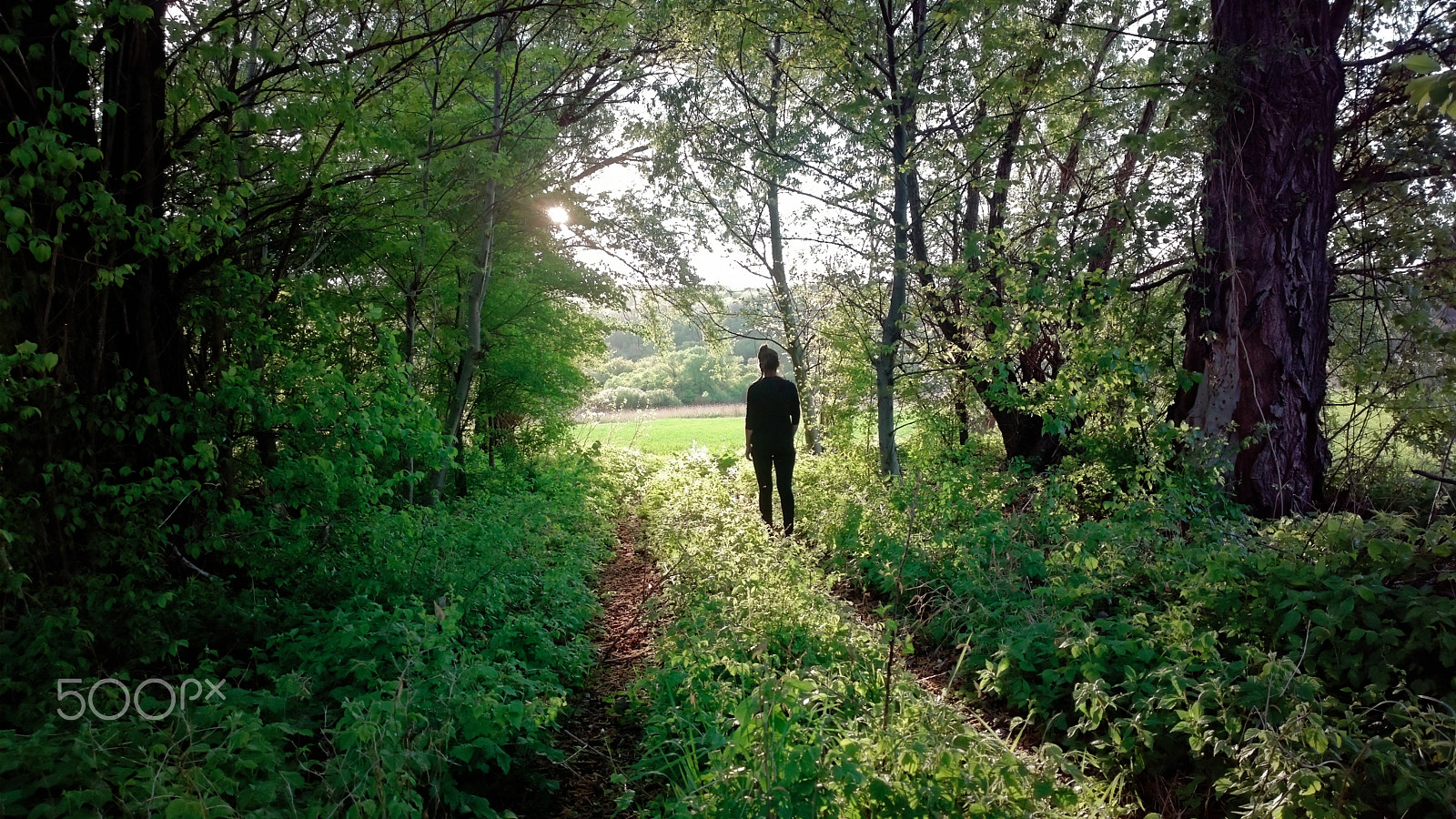Nokia 808 PureView sample photo. Forest walk photography
