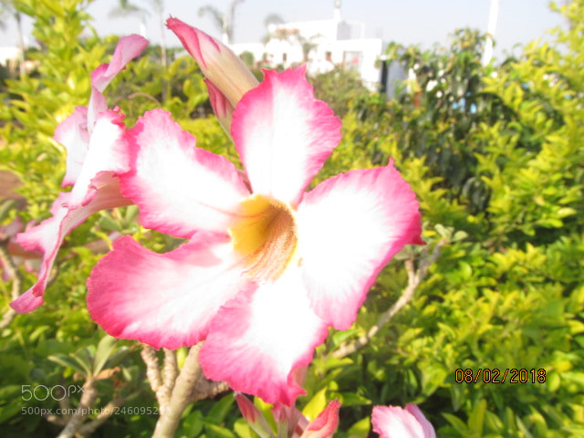 Canon PowerShot SX150 IS sample photo. Something photography